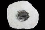 Bargain, Spiny Comura Trilobite - Oufaten, Morocco #160892-2